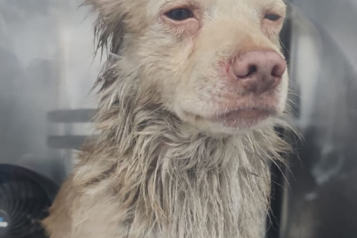 Se incendia vivienda con 10 perros en su interior; cuatro murieron