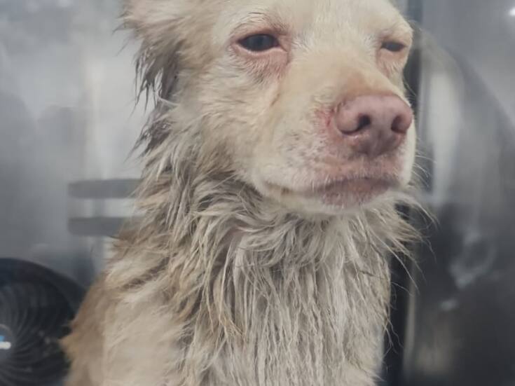 Se incendia vivienda con 10 perros en su interior; cuatro murieron