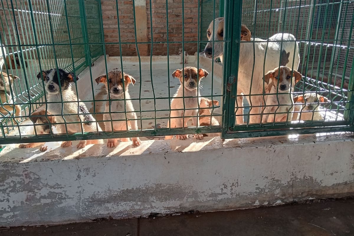 Feria de Adopciones en Hermosillo: conoce dónde y a qué hora podrás adoptar perros y gatos este domingo