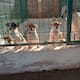 Feria de Adopciones en Hermosillo: conoce dónde y a qué hora podrás adoptar perros y gatos este domingo