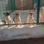 Feria de Adopciones en Hermosillo: conoce dónde y a qué hora podrás adoptar perros y gatos este domingo