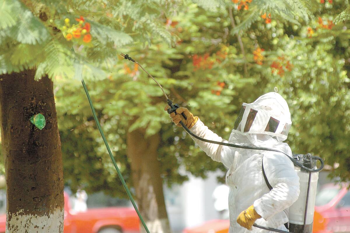 Aumentan reportes de enjambres de abejas