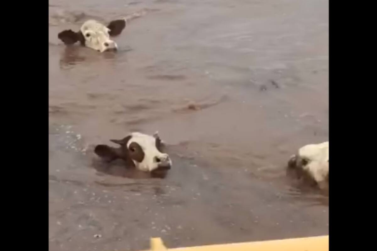 Conoce la historia de un grupo de vacas que sobrevivieron tras ser arrastradas por las aguas en Empalme, Sonora