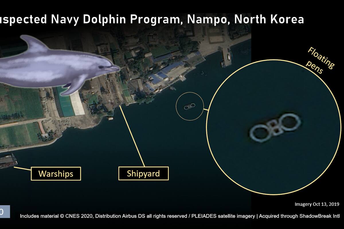 Corea del Norte entrena delfines para uso militar, señalan