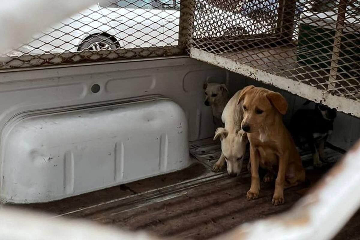 Rescatan a seis cachorros con desnutrición en colonia Fidel Velázquez