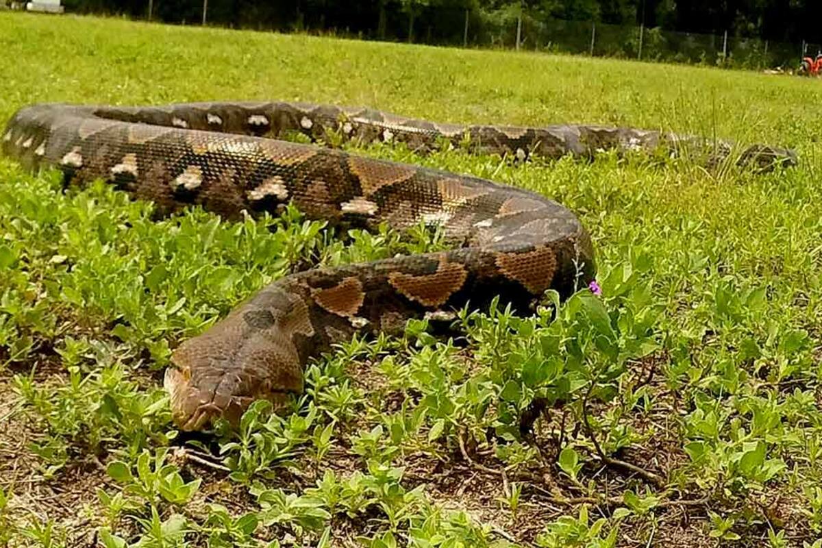 Pitón de 200 libras podría alcanzar tamaño de récord mundial