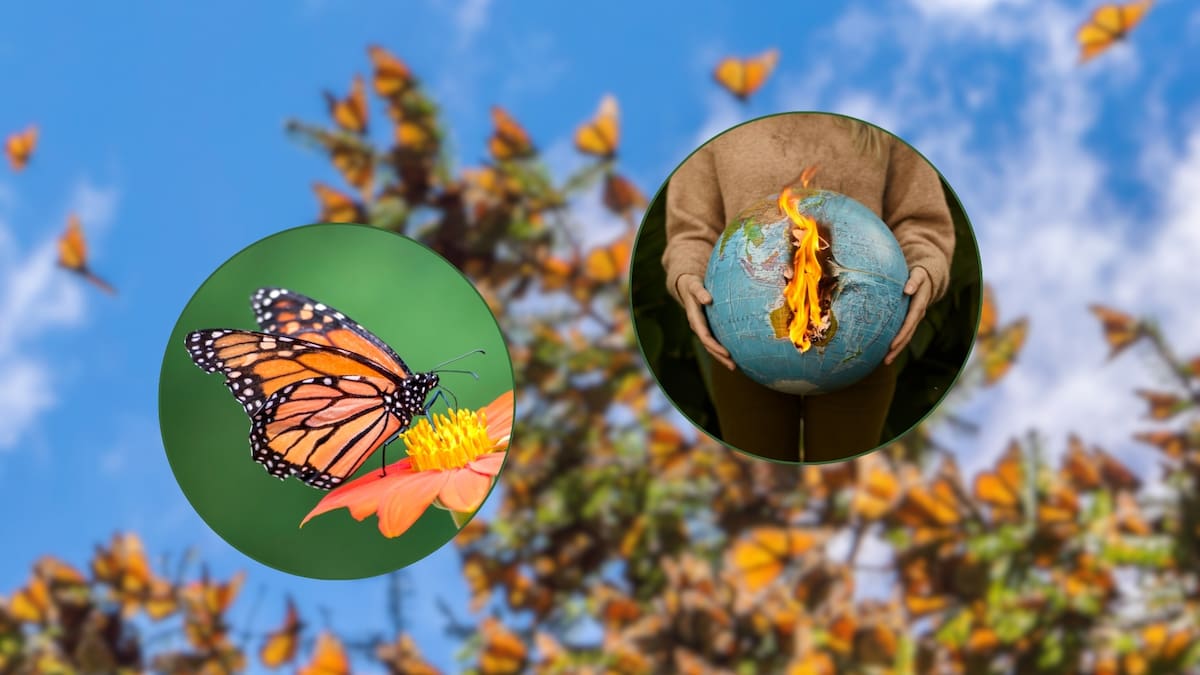 Alteración del Ciclo de la Mariposa Monarca por Cambio Climático (Canva)