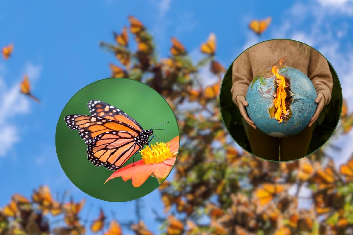 Cambio climático altera el ciclo de la mariposa monarca: un fenómeno migratorio en peligro