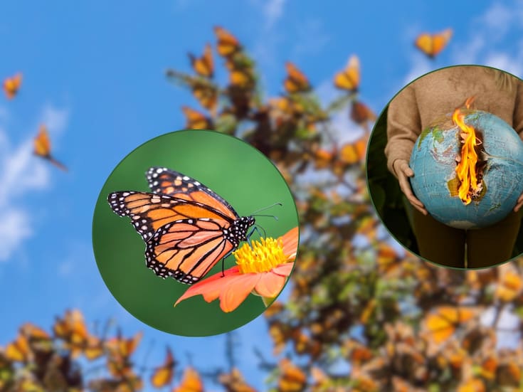 Cambio climático altera el ciclo de la mariposa monarca: un fenómeno migratorio en peligro