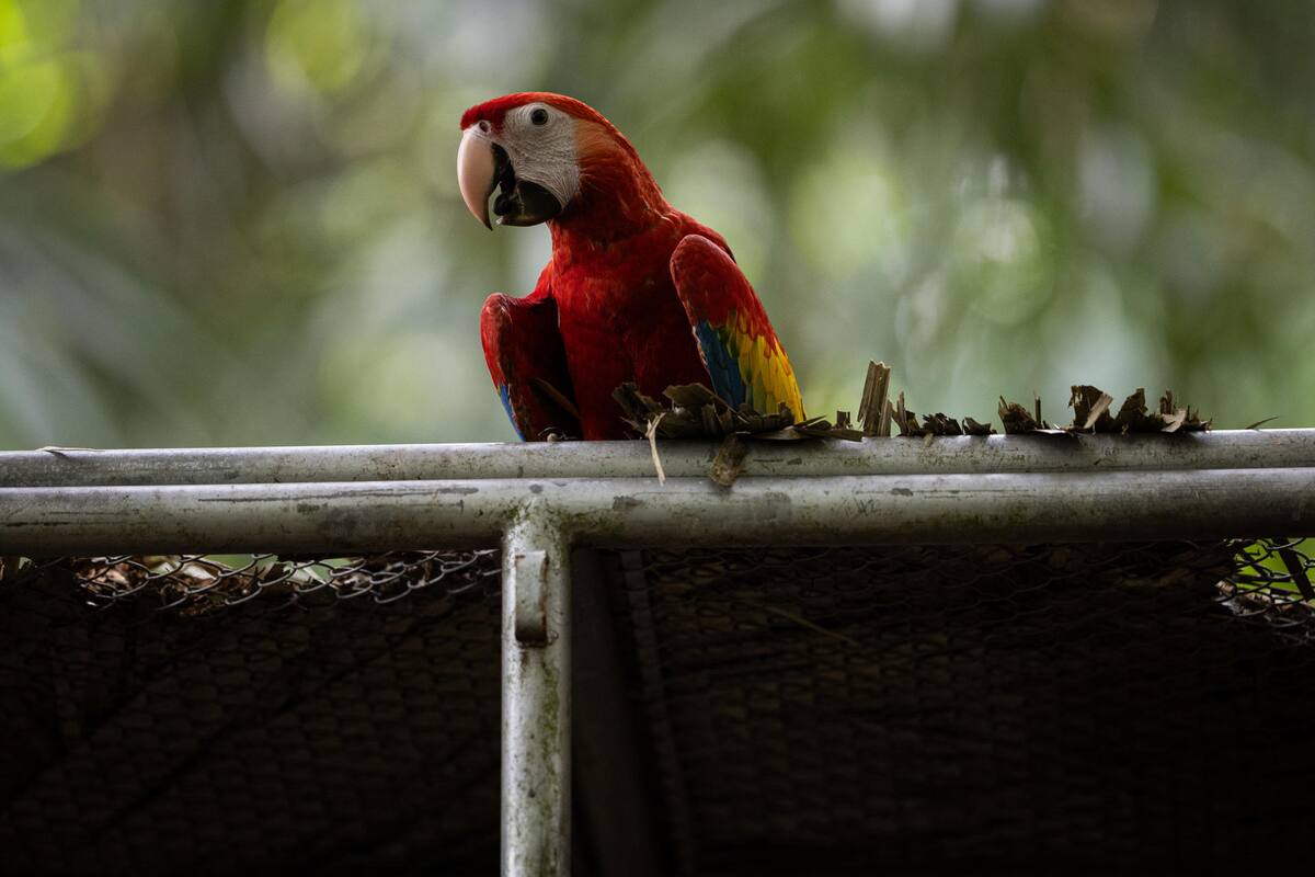 Guacamayas en peligro de extinción son liberadas en la selva maya de Guatemala