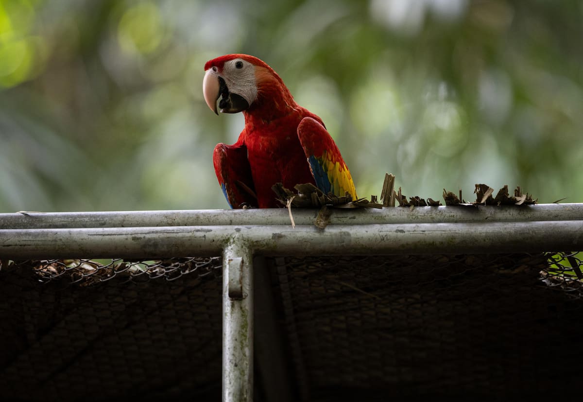 Guacamayas en peligro de extinción son liberadas el selva maya de Guatemala / Foto: EFE