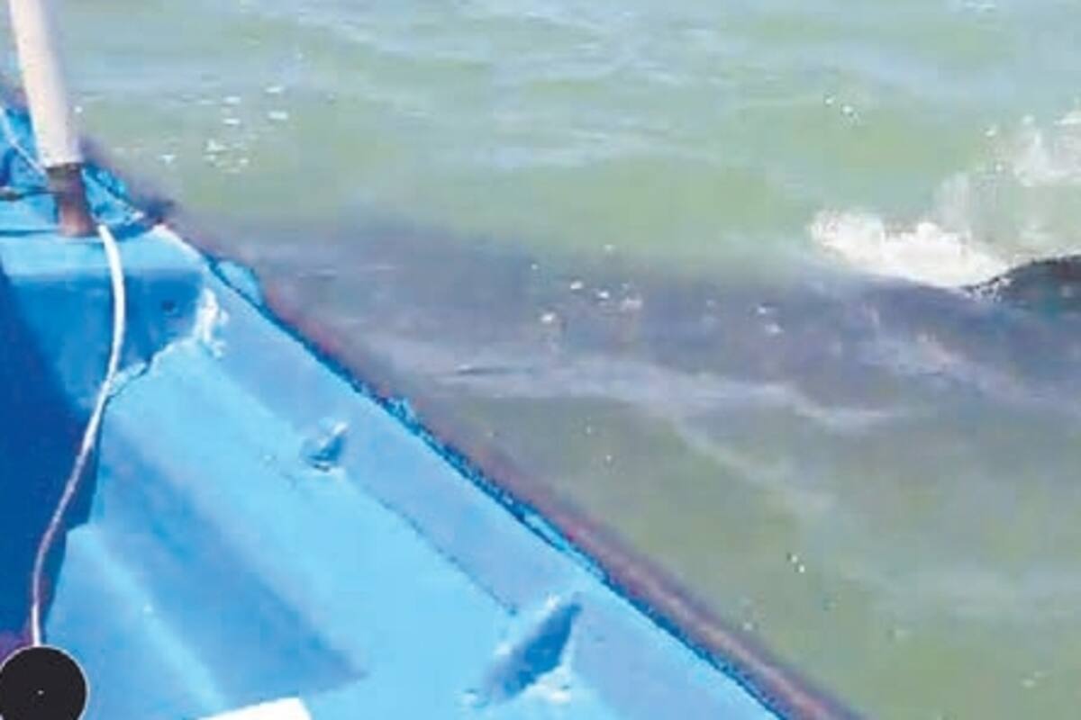 Tiburón ballena nada cerca de turistas en Kino