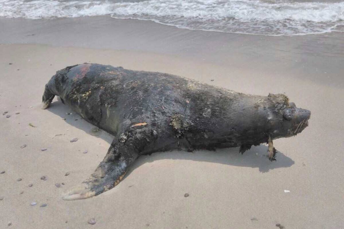 Profepa investigará muerte de 137 lobos marinos en Baja California Sur