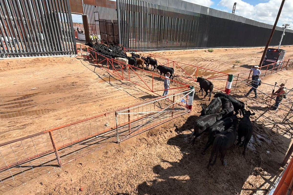 Reabren exportación de ganado mexicano a EEUU por Chihuahua tras 16 meses de cierre por gusano barrenador; San Jerónimo–Santa Teresa vuelve a enviar ganado a Nuevo México