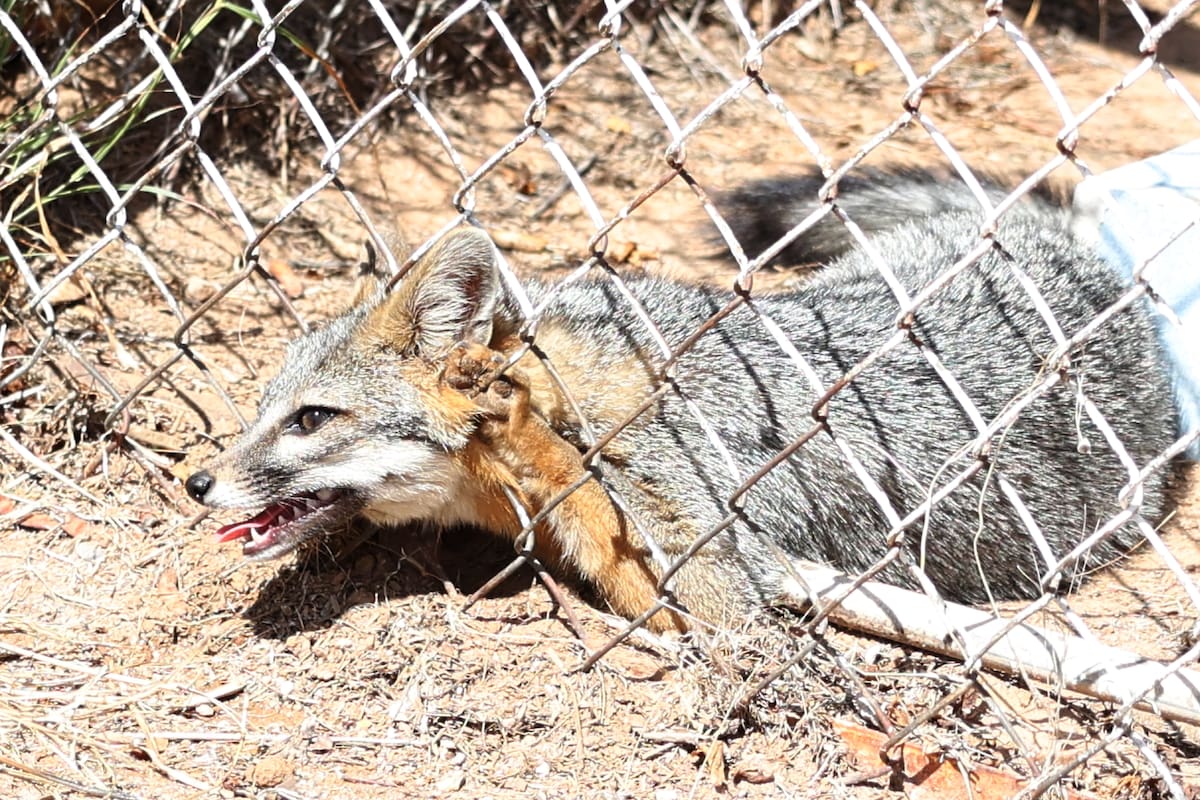 Vecinos invasores en Hermosillo: ¿Por qué hay más animales silvestres en la ciudad?