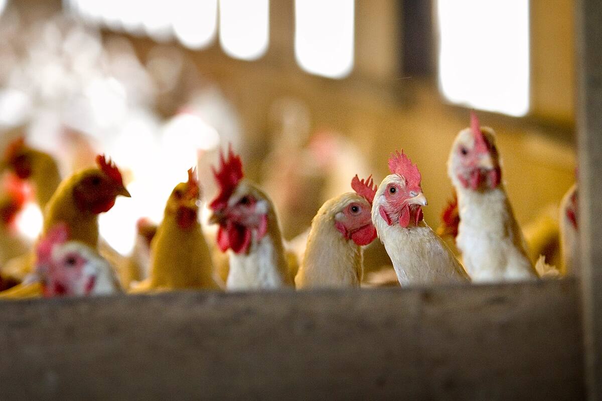 Confirman primer caso de gripe aviar H5N9 en Estados Unidos: riesgos y acciones