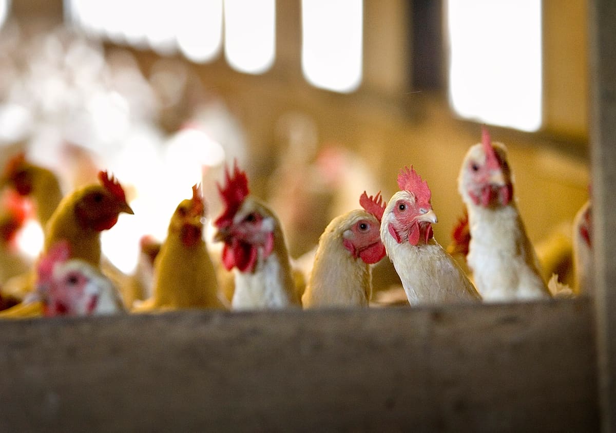 Desde el brote más reciente en 2022, se han reportado infecciones en mil cien bandadas de aves en 48 estados.REUTERS/Michael Kooren