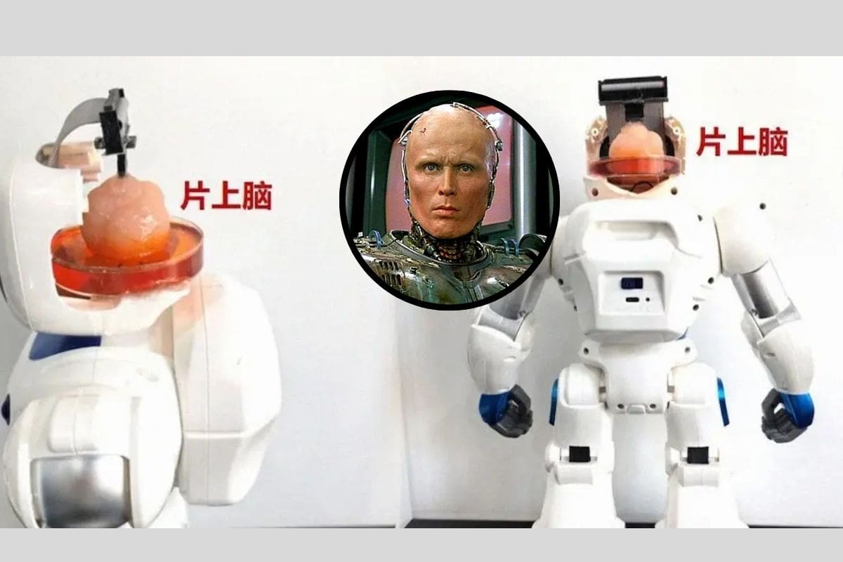 Científicos chinos crean robot que se mueve con cerebro hecho de células madre