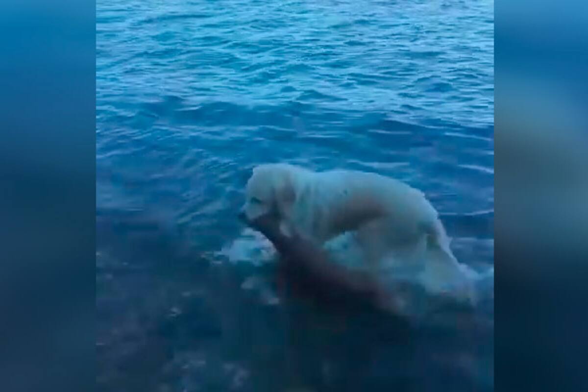 Perro observa a un ciervo bebé ahogándose y lo salva
