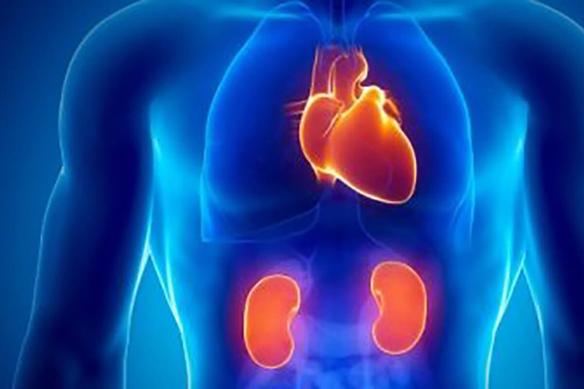 Procurar los riñones ayuda al corazón y reduce mortalidad por enfermedad cardiovascular