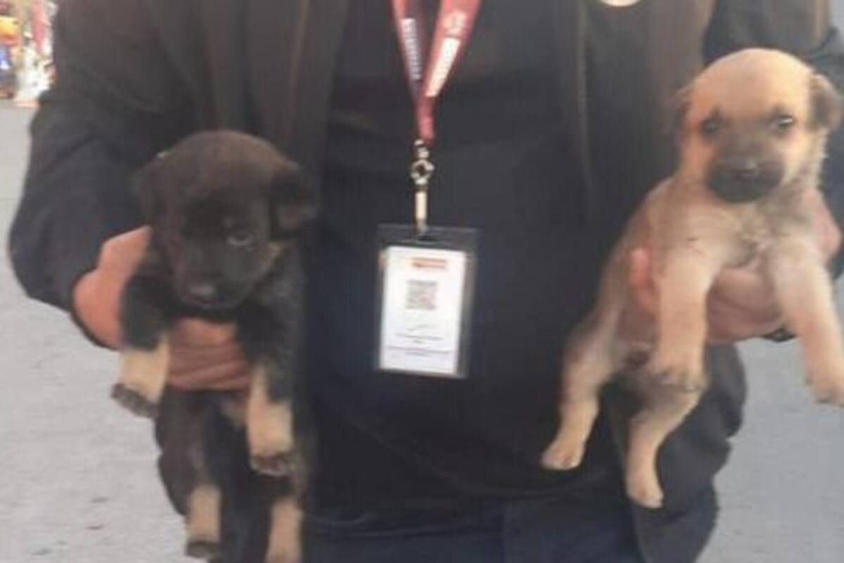 Darán en adopción en EU a perros decomisados en garita de San Ysidro