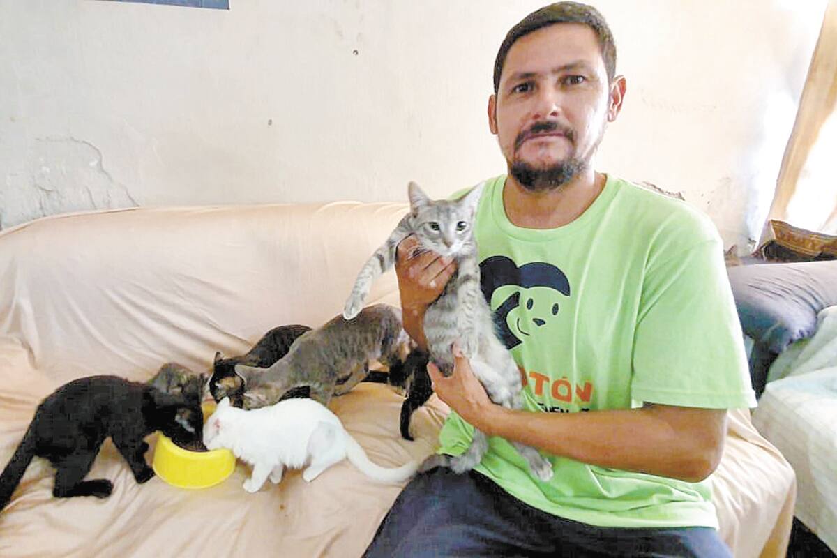 Tienen gatitos “vida perrona”