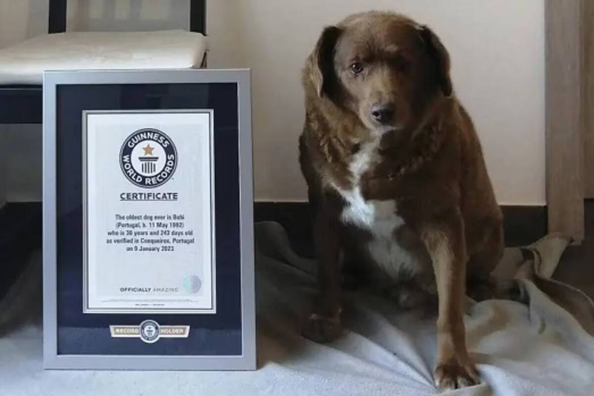 Récord Guinness quita título a Bobi como el perro más longevo