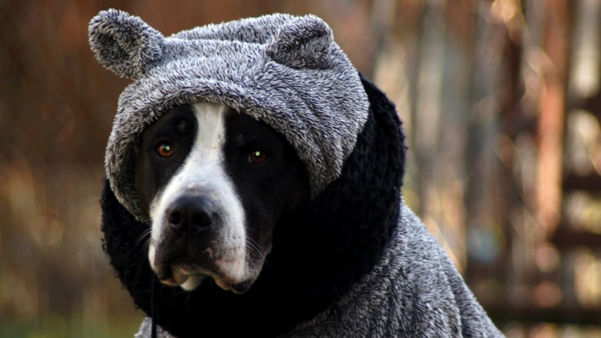 El abrigo en perros debe priorizar comodidad y salud, no moda.