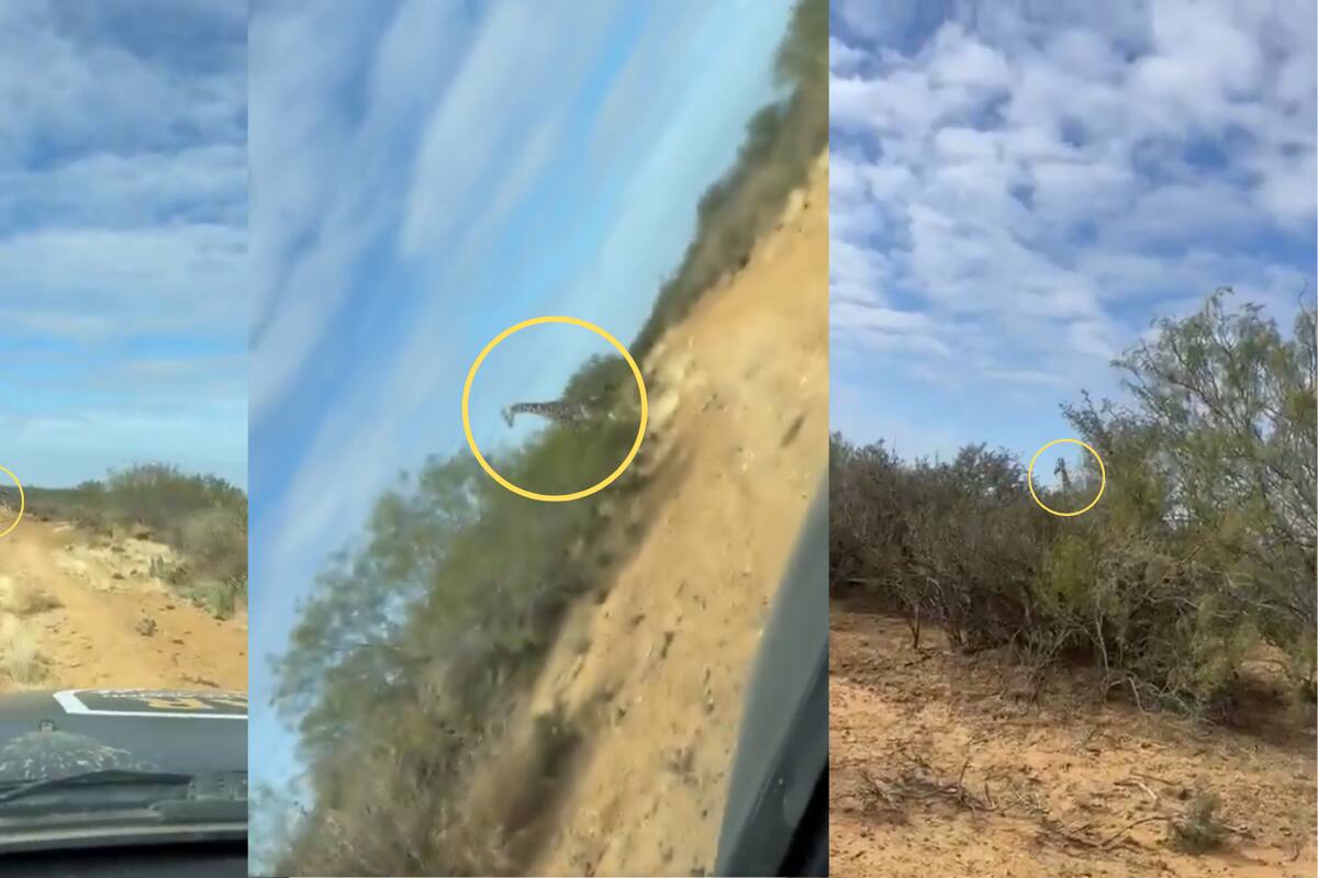 Video: Captan jirafas en el norte de Coahuila durante operativo de seguridad