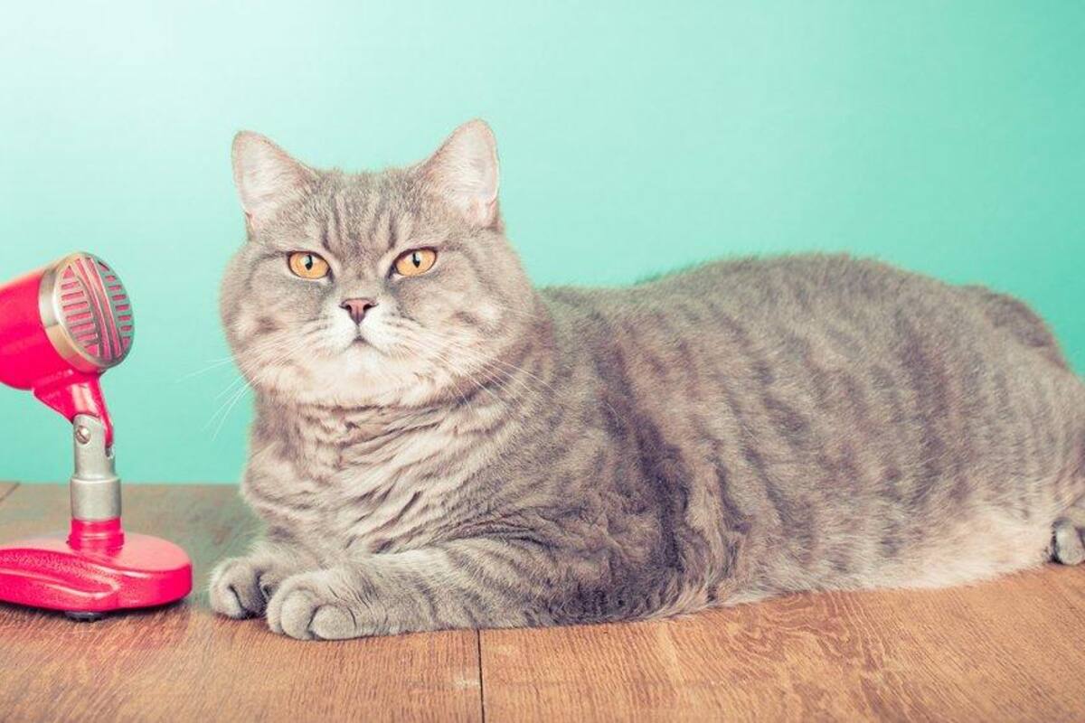 Gatos espía: Qué papel jugaron estos felinos en la Guerra Fría