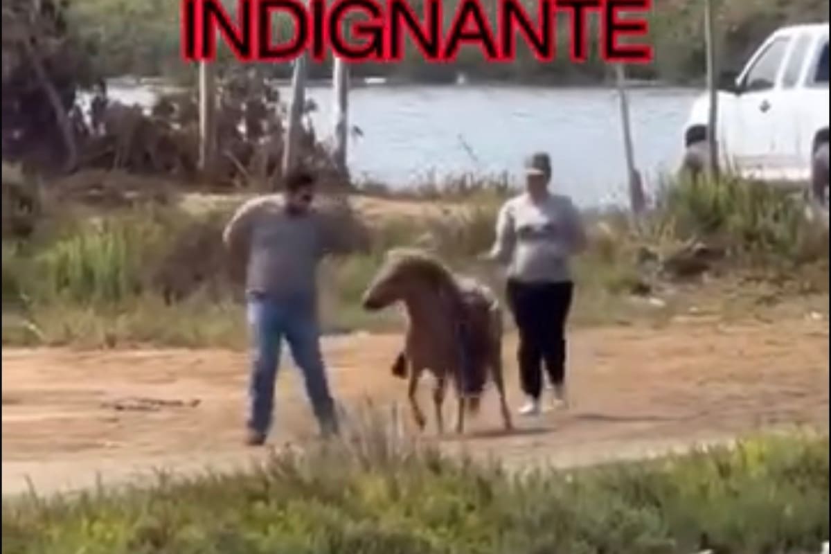 Exigen investigar presunto maltrato contra pony tras video difundido en redes sociales