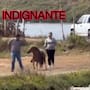 Exigen investigar presunto maltrato contra pony tras video difundido en redes sociales