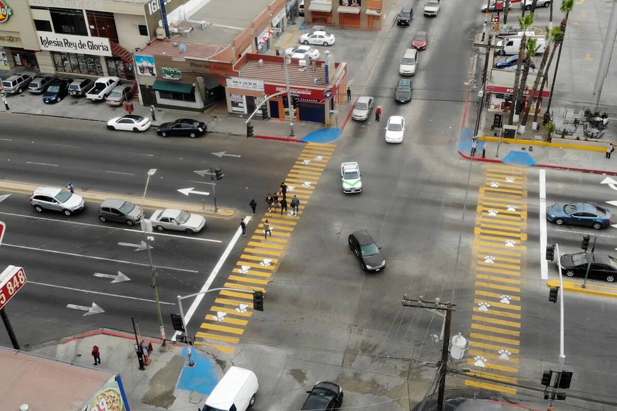 Buscan crear conciencia con el primer cruce peatonal canino en bulevar Fundadores de Tijuana