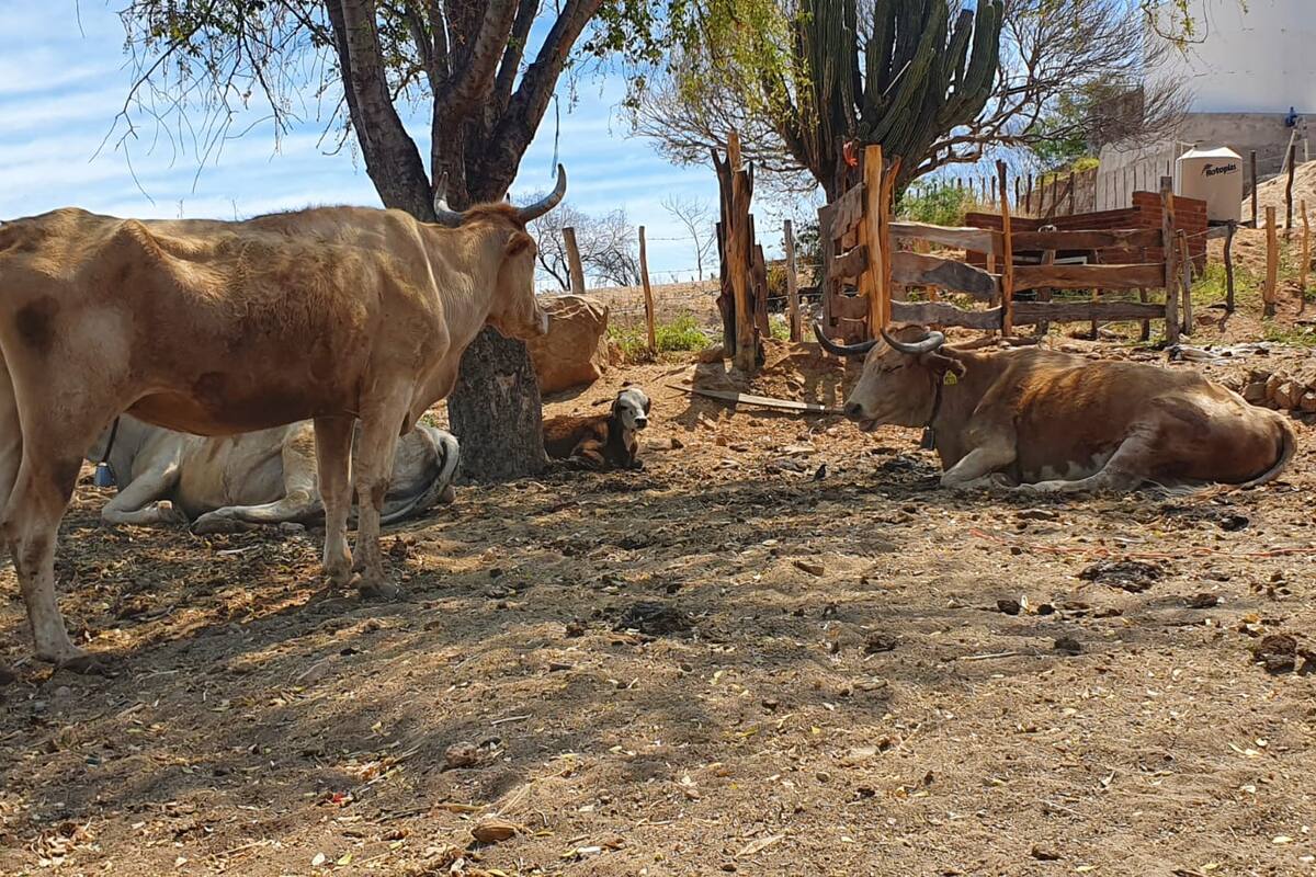 Esperan productores de leche lleguen precipitaciones