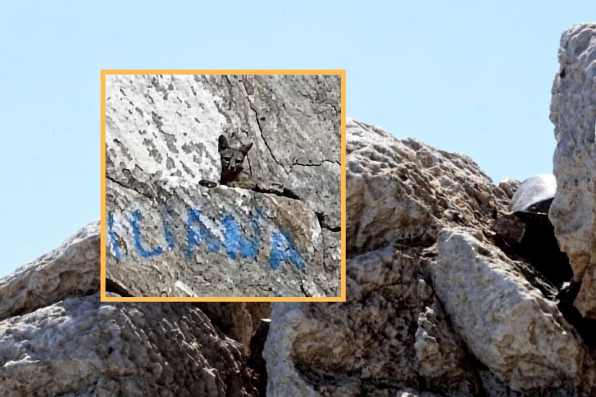 Captan a una zorra gris en el Cerro de la Campana de Hermosillo; ecólogo señala que podría llevar al menos seis años en la zona y no descarta que haya una pareja