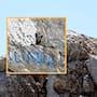 Captan a una zorra gris en el Cerro de la Campana de Hermosillo; ecólogo señala que podría llevar al menos seis años en la zona y no descarta que haya una pareja