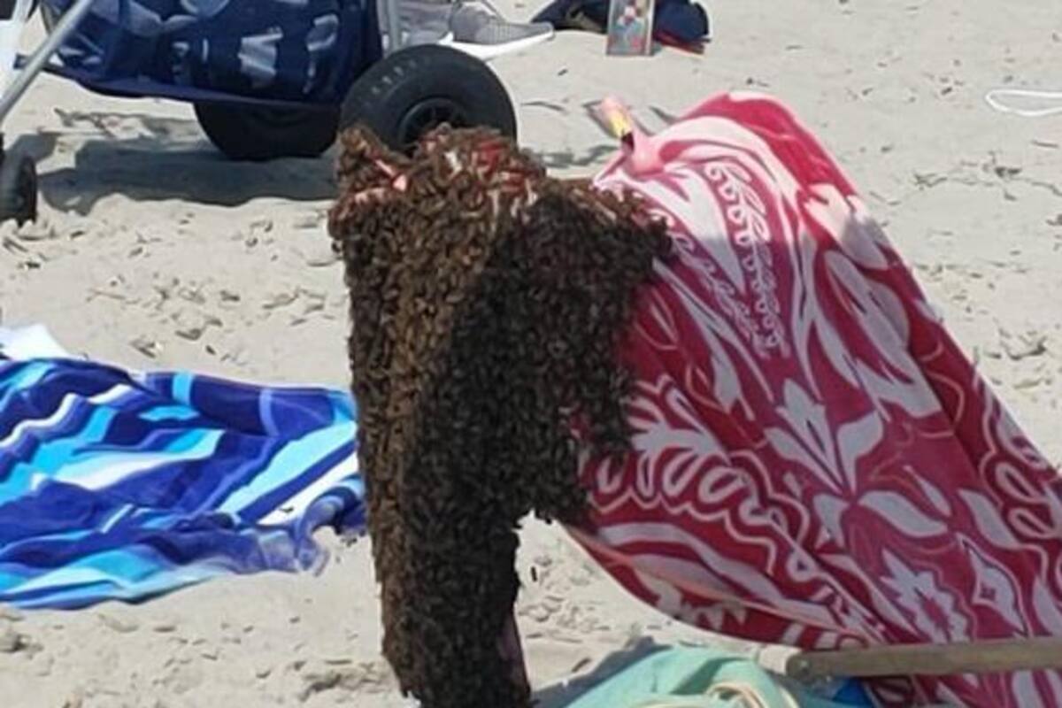 Abejas invaden playa de los Estados Unidos
