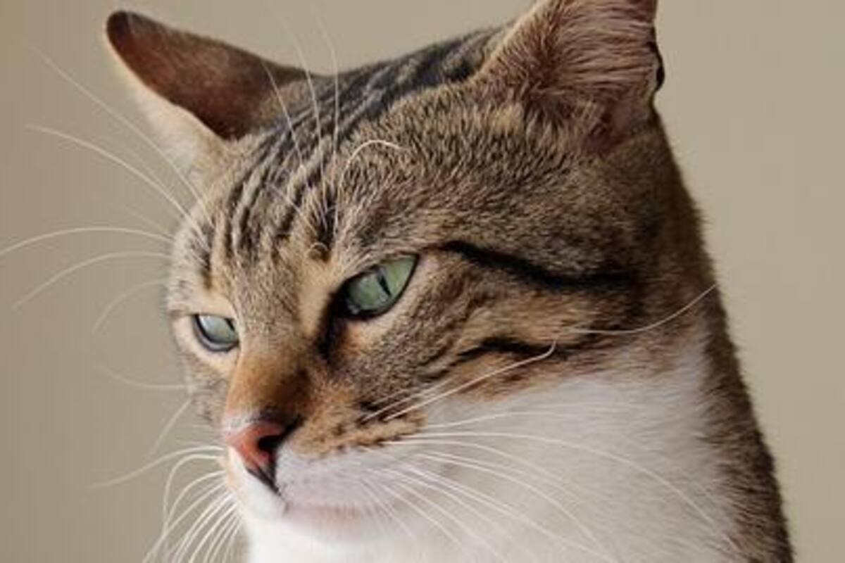 Gatos lanzan su primer sencillo 'El hambre de la bestia'