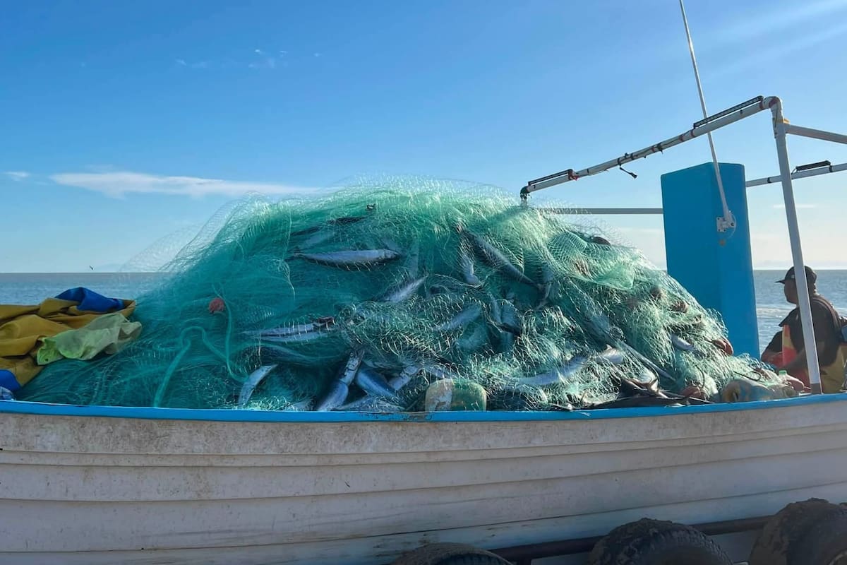 Aguamala azul mantiene a flote empleos y plantas pesqueras en el Golfo de Santa Clara