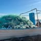 Aguamala azul mantiene a flote empleos y plantas pesqueras en el Golfo de Santa Clara