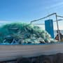 Aguamala azul mantiene a flote empleos y plantas pesqueras en el Golfo de Santa Clara