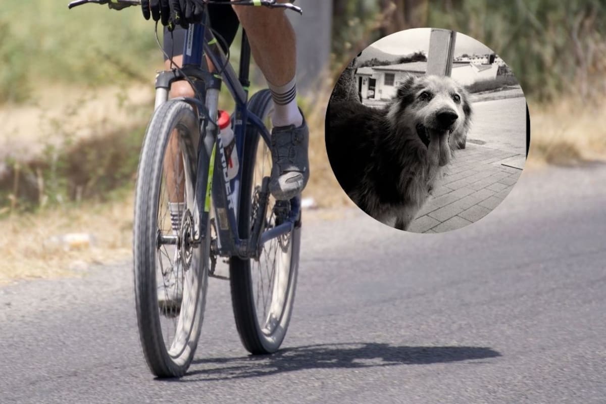 Ciclista de 71 años muere tras chocar con un perro en Central Park, pero el animal sobrevive: Esto se sabe del caso y el futuro legal del dueño