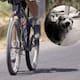 Ciclista de 71 años muere tras chocar con un perro en NY