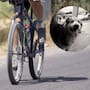 Ciclista de 71 años muere tras chocar con un perro en Central Park, pero el animal sobrevive: Esto se sabe del caso y el futuro legal del dueño