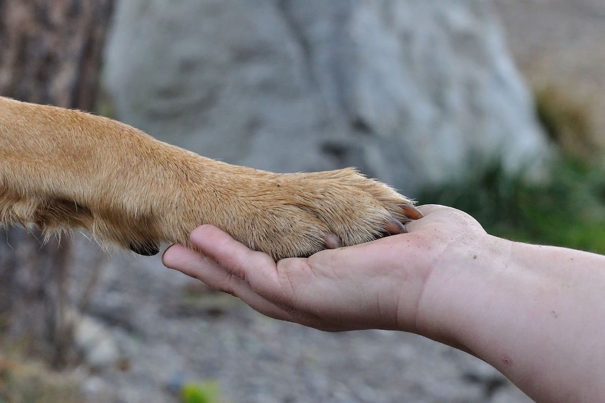 Así expresan los perros su amor hacia sus dueños, según expertos