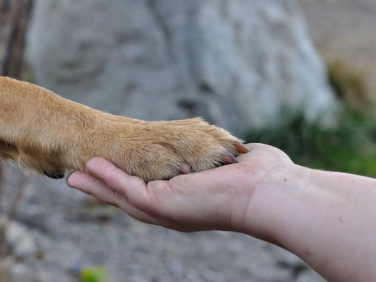 Así expresan los perros su amor hacia sus dueños, según expertos