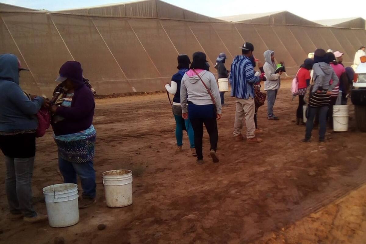 Falta que más jornaleras agrícolas conozcan sus derechos