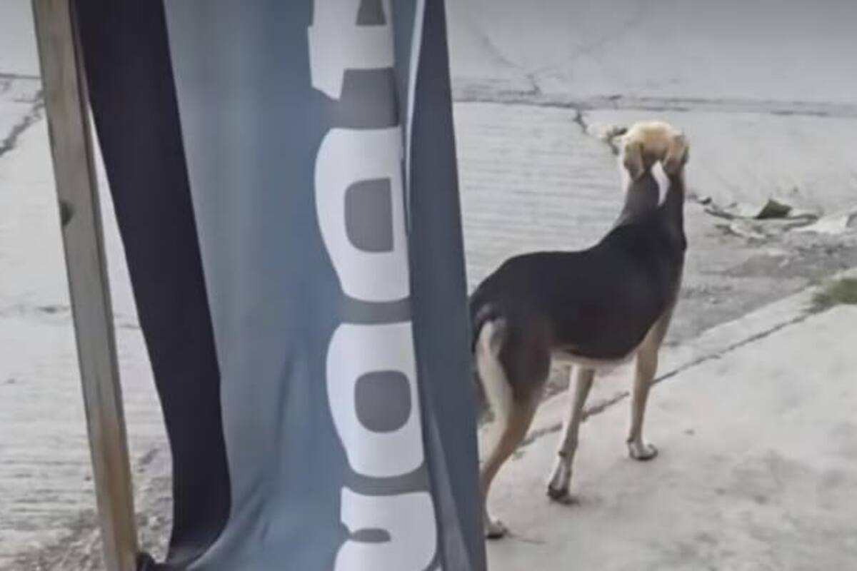 VIDEO: Perrito finge no conocer a su dueño para evitar regaño