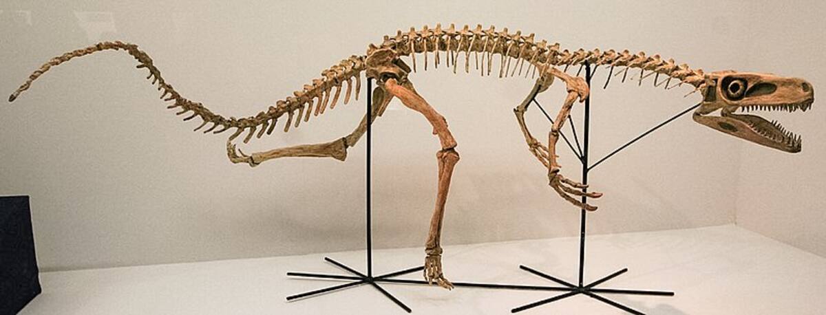 Esqueleto del Staurikosaurus, uno de los primeros dinosaurios carnívoros descubiertos en Brasil