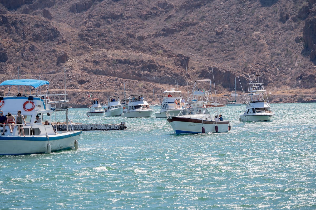 DOF fija cuotas de captura de curvina golfina para la temporada de pesca 2026 en el Alto Golfo de California